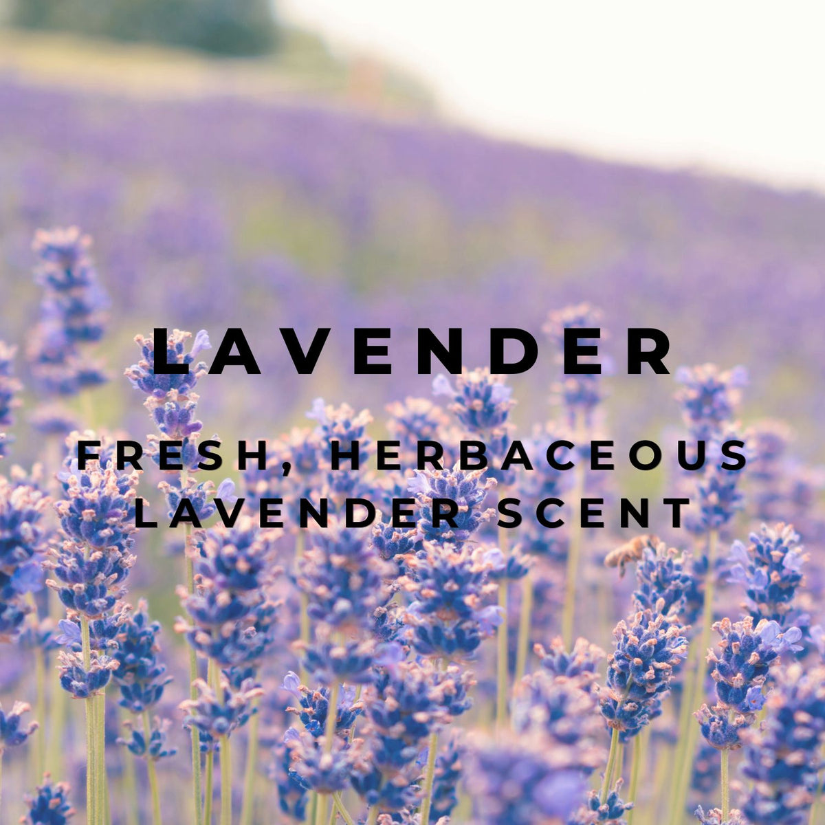 NEW Lavender Wax Melt Bar